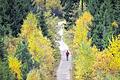 Vielfältig: Ein Wanderer geht beim Naturschutzzentrum Kaltenbronn (Baden-Württemberg) im Schwarzwald einen Weg entlang, an dem herbstlich verfärbte Bäume stehen. Forstminister Alexander Bonde legt am Donnerstag den neuen Waldzustandsbericht vor