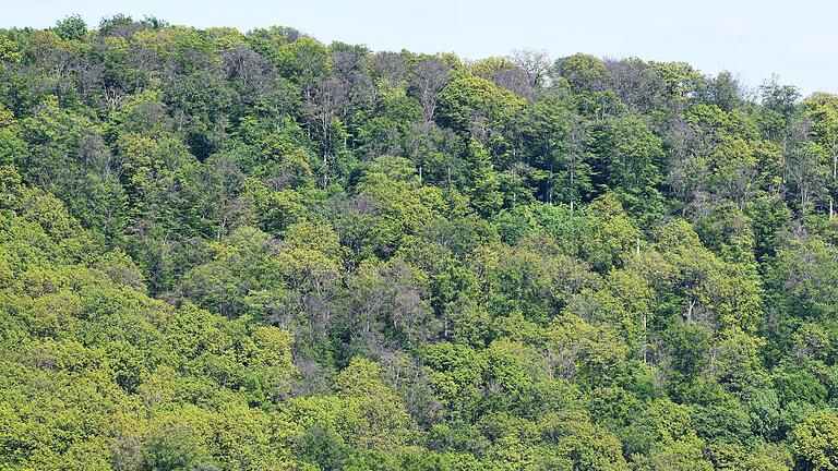 Dieses im Sommer 2019 entstandene Bild vom Waldhang gegenüber des Steigerwald-Zentrums in Handthal zeigt deutlich die bereits damals erkennbaren Schäden an den Buchen. Die Bäume haben sich von den Hitzesommern bis heute nicht erholt.