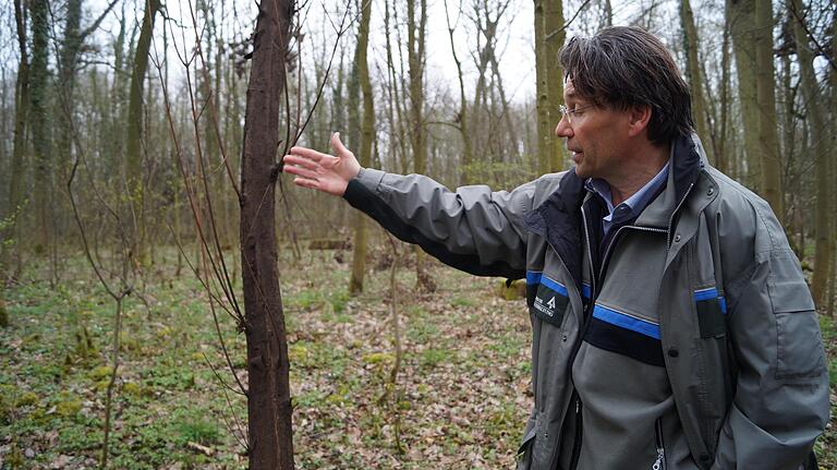 Junge, aber auch kräftige, ältere Ahorn-Bäume sind von der Rußrindenkrankheit betroffen. Peter Aichmüller vom Forstamt zeigt einen betroffenen Baum.