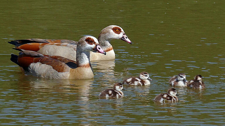 Nilgänse gelten als 'invasiv gebietsfremde' Art, würden also andere Arten vertreiben.