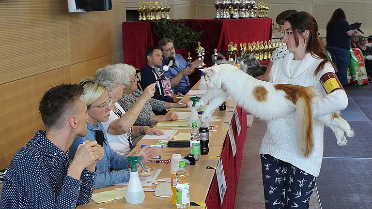 Bitte einmal strecken für die Jury: Bei der Ausstellung von internationalen Rassekatzen in der Steigerwaldhalle in Wiesentheid zeigten viele Katzenzüchter und -freunde ihre Tiere und ließen sie bewerten.