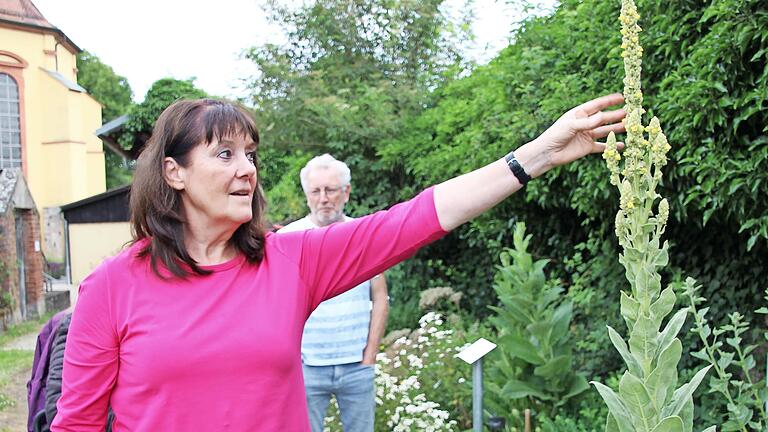 Auch eine zwei Meter hohe Königskerze prangt im Bibelkräutergarten, den Karin Maisel betreut.       -  Auch eine zwei Meter hohe Königskerze prangt im Bibelkräutergarten, den Karin Maisel betreut.