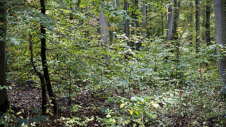 So sieht derzeit die ideale Freizeit-Location aus: ein einsamer Wald.