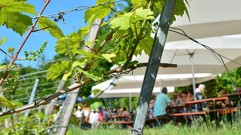 Bei der 4. Laudenbacher Weinbergswanderung werden an sechs Stationen verschiedene Weine, herzhafte fränkische Winzerkost und Leckereien angeboten. Bei der 4. Laudenbacher Weinbergswanderung werden an sechs Stationen verschiedene Weine, herzhafte fränkische Winzerkost und Leckereien angeboten.