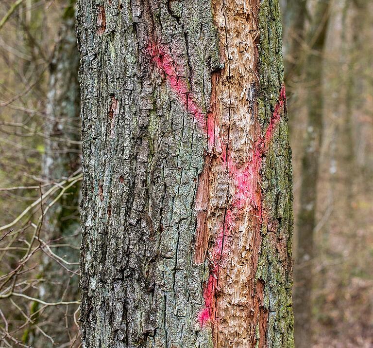 Das aufgesprühte 'X' zeigt an, dass diese Eiche von Prachtkäfern befallen ist und gefällt werden muss. Die offene Rinde gibt den Blick frei auf die Spuren des Schädlingsbefalls. Das aufgesprühte 'X' zeigt an, dass diese Eiche von Prachtkäfern befallen ist und gefällt werden muss. Die offene Rinde gibt den Blick frei auf die Spuren des Schädlingsbefalls.
