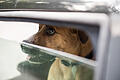 Tierische Hitze: So kommen Hund und Katze gut durch den Sommer       -  ARCHIV - Tiere sollte man im Sommer niemals in geparkten Autos lassen - sie entwickeln sich schnell zur Todesfalle. Foto: Robert Günther/dpa