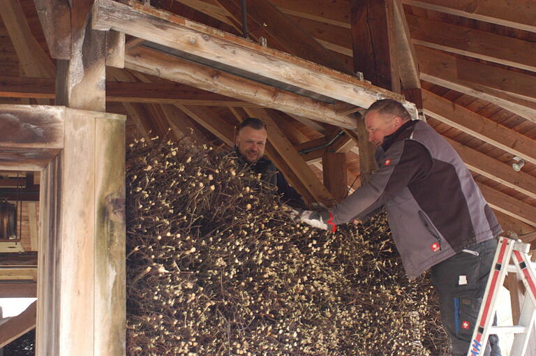 Fest eingepresst müssen die stacheligen Schwarzdornzweige,&nbsp; wie das hier (von links) Andre und Dirk Wagner demonstrieren. Schließlich sollen sie auch bei Sturm noch an Ort und Stelle bleiben.