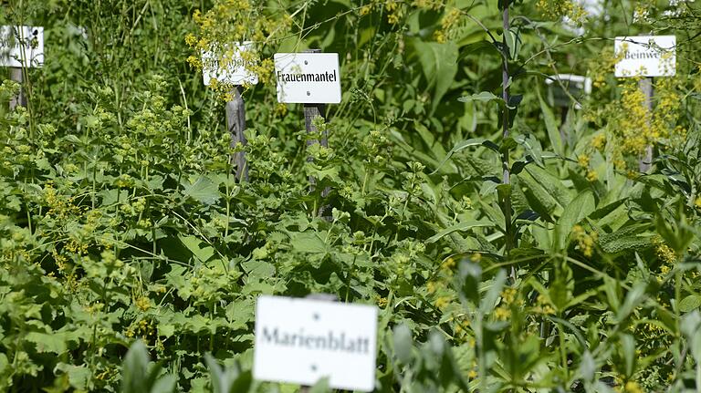 Ein Kraut gegen alles: Der Kräutergarten des Kirchenburgmuseums Mönchsondheim Ein Kraut gegen alles: Der Kräutergarten des Kirchenburgmuseums Mönchsondheim