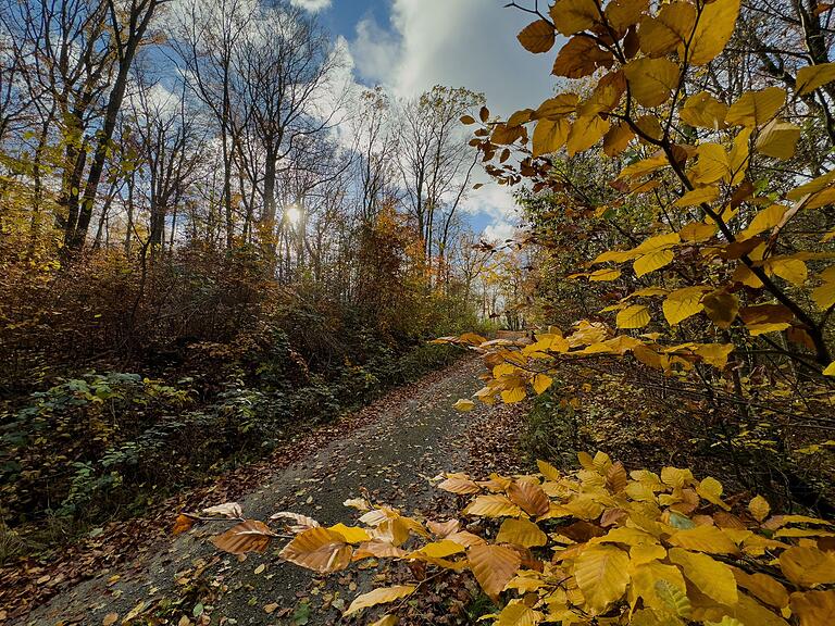 Unterwegs im Gramschatzer Wald. Unterwegs im Gramschatzer Wald. 