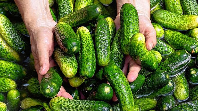 Gurkenernte im Spreewald - Bedroht: Gurken aus heimischer Produktion könnten bald zur Seltenheit werden. Gurkenernte im Spreewald - Bedroht: Gurken aus heimischer Produktion könnten bald zur Seltenheit werden.