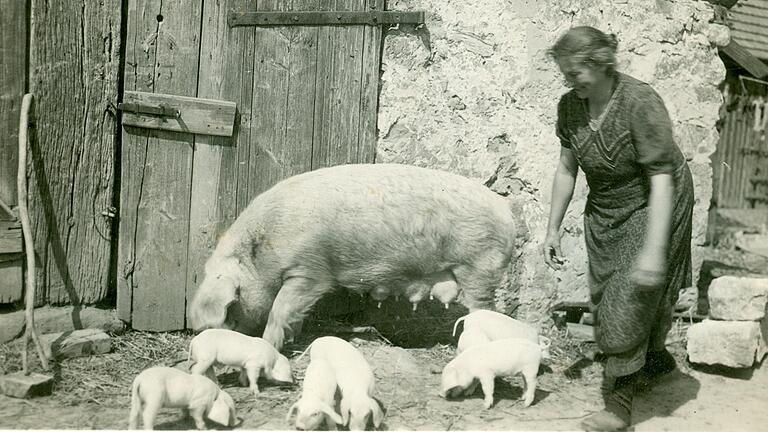 Schweinehaltung in den 1950er Jahren: Landwirtin mit Muttersau und Ferkeln vor dem Fachwerk-Schweinestall im mittelfränkischen Buchen bei Neustadt/Aisch. Schweinehaltung in den 1950er Jahren: Landwirtin mit Muttersau und Ferkeln vor dem Fachwerk-Schweinestall im mittelfränkischen Buchen bei Neustadt/Aisch.
