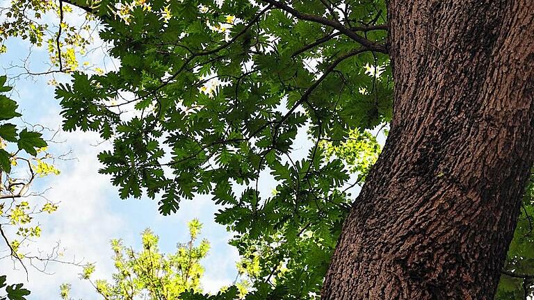 Der Ringpark: Ein Juwel aus vielen Exoten       -  Für die Deutschen Dendrologische Gesellschaft ein wahrer &bdquo;Rekordbaum&ldquo;: die Ungarische Eiche, die im Würzburger Ringpark wächst.