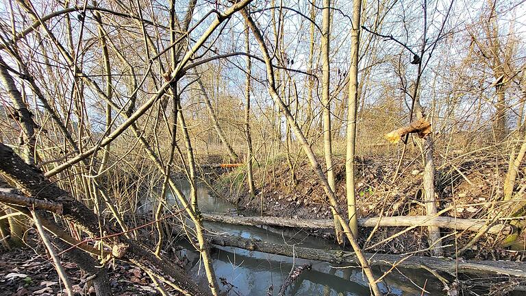 Der Altlauerarm in der Äußeren Lache darf sich weitgehend natürlich entwickeln.       -  Der Altlauerarm in der Äußeren Lache darf sich weitgehend natürlich entwickeln.