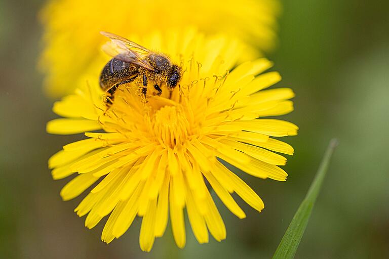 Für Bienen ist es wichtig, dass einige Blumen stehenbleiben und nicht abgemäht werden. Für Bienen ist es wichtig, dass einige Blumen stehenbleiben und nicht abgemäht werden.