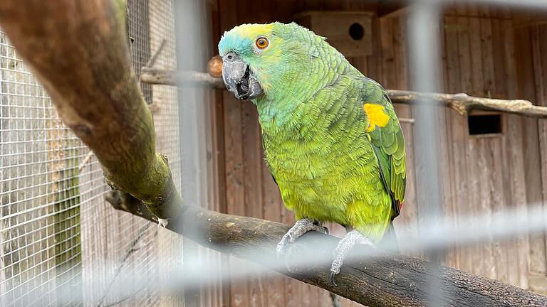 Noch sitzt der Papagei in der alten Vogelvoliere im Wildpark Schweinfurt.&nbsp; 2024 kann er dann in die neugebaute Version 'BeoPOLIS' einziehen.