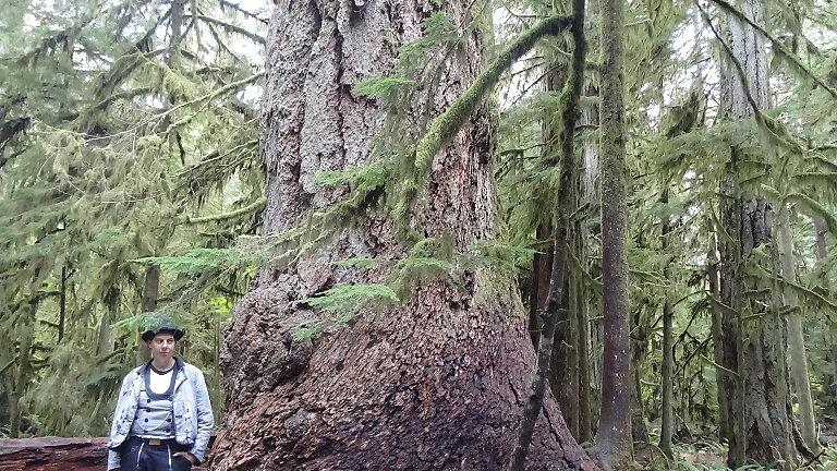 Wunderschön und interessant war für die Wandergesellin Katrin Baul der dreimonatige Aufenthalt in Kanada. Im Bild steht sie am Fuße eines Mammutbaumes auf Vancouver Island. Repro: Brigitte Pfister