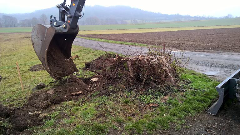 Die alte Wurzel wurde mit dem Bagger ausgegraben.