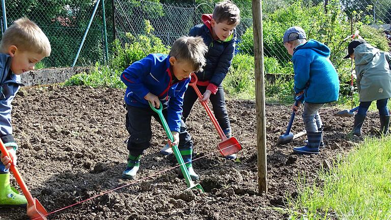 Das Kartoffelprojekt des Oberelsbacher Kindergartens kam nicht nur bei den Kindern gut an, sondern gilt auch als vorbildliche Aktion für die Umweltbildung von Kindern in Corona-Zeiten.