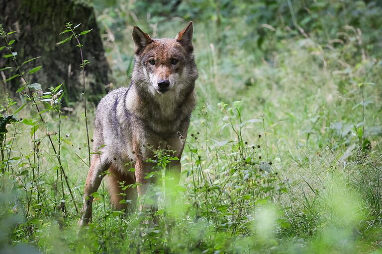 Die Zahl der Wölfe in Deutschland wächst. Wie groß die Population exakt ist, lässt sich nur annähernd schätzen. Im Landkreis Schweinfurt ist bislang kein Wolfsrevier bekannt.&nbsp;