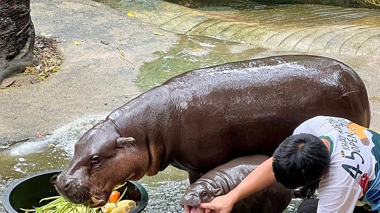 Zwergflusspferd Moo Deng in Thailand - Während der Fütterung ist die kleine Moo Deng am lebhaftesten. Zwergflusspferd Moo Deng in Thailand - Während der Fütterung ist die kleine Moo Deng am lebhaftesten.