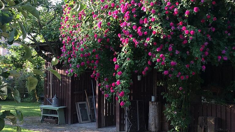 Im Juni blühen die Rosen im Landgarten Himmelstadt am schönsten.