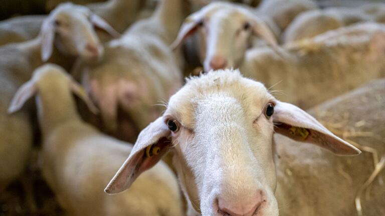 Schafe       -  Für Tiere kann die Krankheit tödlich sein.