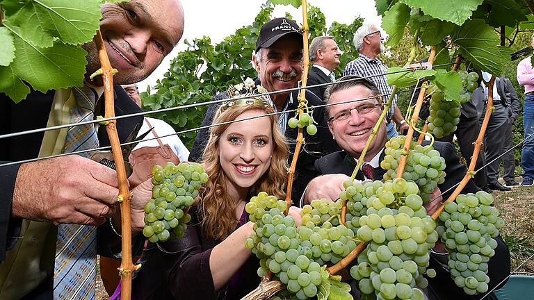 Prominente Lesehelfer beim offiziellen Start der fränkischen Weinlese in Eibelstadt (v.l.): Landrat Eberhard Nuß, Weinkönigin Klara Zehnder, Weinbaupräsident Artur Steinmann und Justizminister Winfried Bausback.