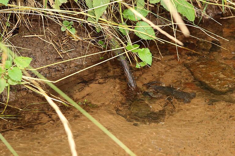 Junior-Ranger vom Biosphärenreservat Rhön kontrollieren Reusen am Brandbach und erfassen Größe und Geschlecht der Edelkrebse zusammen mit dem Ranger Joachim Walter vom Biosphärenreservat Rhön.