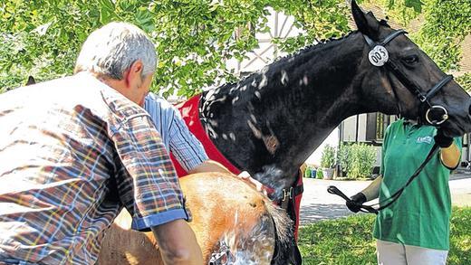 Umstrittene Methode: Günter Söhnel drückt einem Fohlen in Traustadt das traditionelle Brandzeichen auf. Umstrittene Methode: Günter Söhnel drückt einem Fohlen in Traustadt das traditionelle Brandzeichen auf.