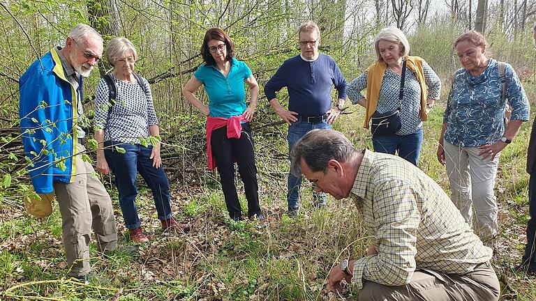 Die Frühlings-Platterbse gehört zu den sehr attraktiven Blütenpflanzen im Spitalwald. Dieter Jetschni erklärt wie die Änderung der Farbe von rot bei den jungen  Blüten nach  blau bei den älteren zustande kommt.                                                                                      bei den älteren zustande kommt.