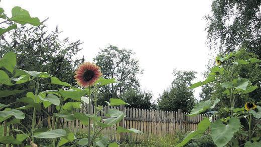 Ein Garten nur für Schmetterlinge: Die bunten Falter fühlen sich wohl auf der Schmetterlingswiese.                 Fotos: VERA KATZENBERGER