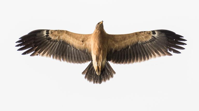 Kleine Sensation: Der Raubvogel bei Gochsheim ist wahrscheinlich ein extrem selten zu sehender Schelladler.&nbsp;Nicht immer lassen sich Aufnahmen planen, so wie bei dieser Zufallsbeobachtung.&nbsp;