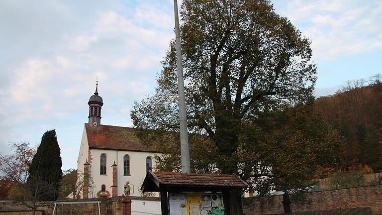 Die Linde vor der Klosterkirche Schönau kommt vielleicht weg. Die Linde vor der Klosterkirche Schönau kommt vielleicht weg.