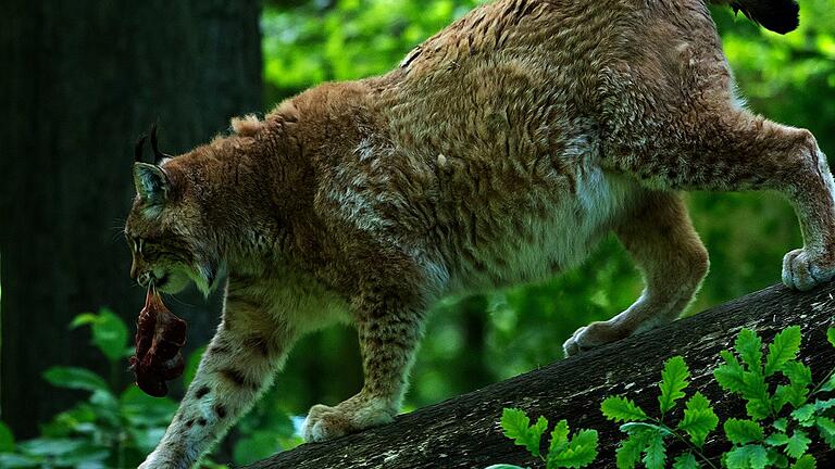 Seit seiner Kastration hat Rufus, der Chef im Luchs-Gehege im Schweinfurter Wildpark, Gewichtsprobleme. Seine Buddha-Figur weckt großes öffentliches Interesse, der Wildpark-Chef versichert, dass es ihm gut geht und er regelmäßig untersucht wird.