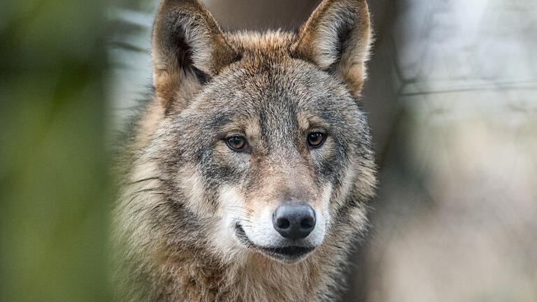 In Steinach wurde möglicherweise ein Wolf gesichtet.