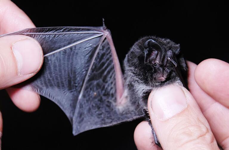 Sie fühlt sich im Milsebergtunnel wohl: Die Mopsfledermaus. 45 Exemplare überwinterten zuletzt in dem geschützten Tunnelgewölbe. (Symbolfoto)
