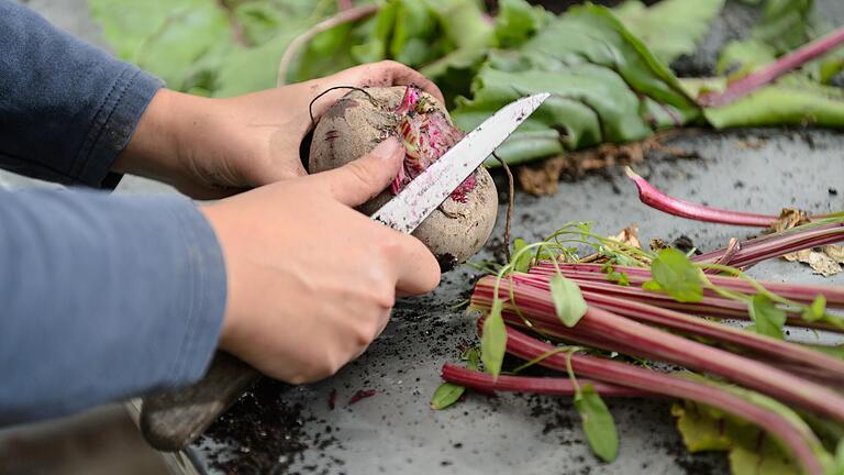 Aus Anschnitten von Wurzelgemüse wie Rote Beete und Karotte kann neues Grün nachwachsen, das in Salaten und Suppen verwendet werden kann.