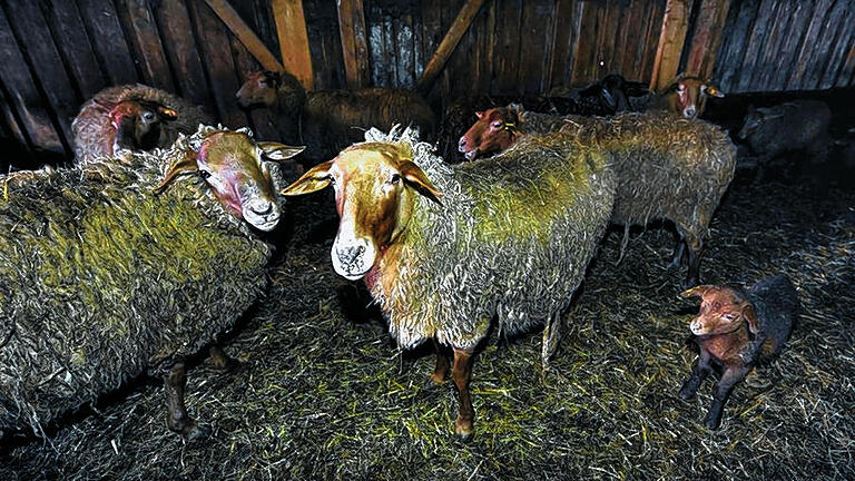 Robust und genügsam: Die Coburger Füchs sind eine alte Landschafrasse.