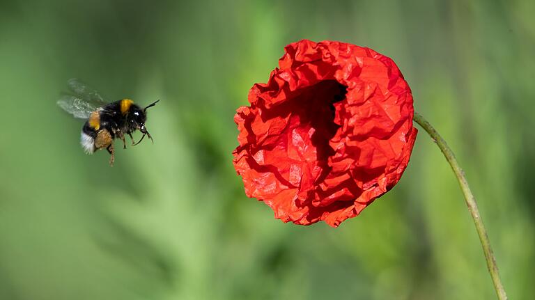 Damit es im Garten kräftig summt und zwitschert - Eine Hummel fliegt zu einer Mohnblume. Damit es im Garten kräftig summt und zwitschert - Eine Hummel fliegt zu einer Mohnblume.