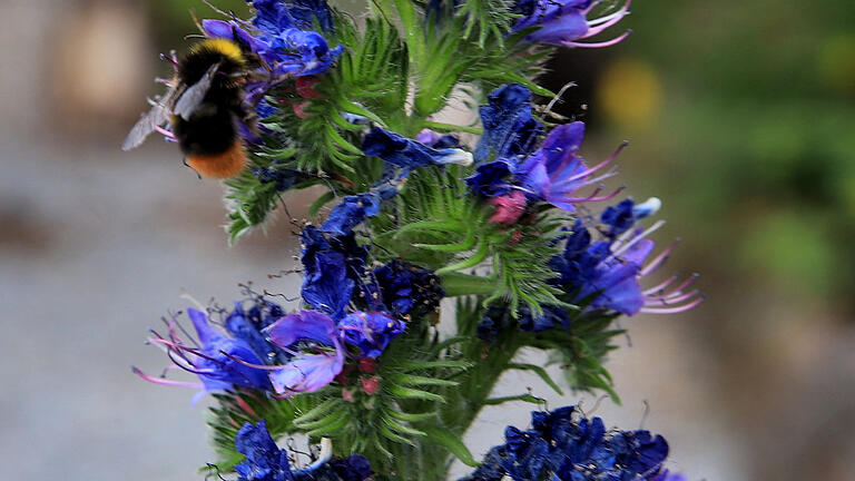 Hortus nocte - ein Refugium für alles, was so fliegt.