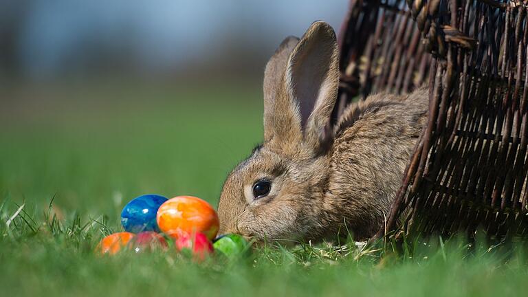 Ostereier - An Ostern ist einiges geboten im Landkreis. Ostereier - An Ostern ist einiges geboten im Landkreis.