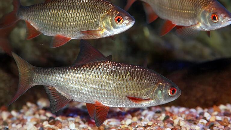 Rotaugen sind die häufigsten Fische im bayerischen Teil des Mains. Rotaugen sind die häufigsten Fische im bayerischen Teil des Mains.