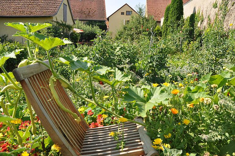 Eine 'Schlangenzucchini' windet sich an einem Gartenstuhl empor. Eine 'Schlangenzucchini' windet sich an einem Gartenstuhl empor.
