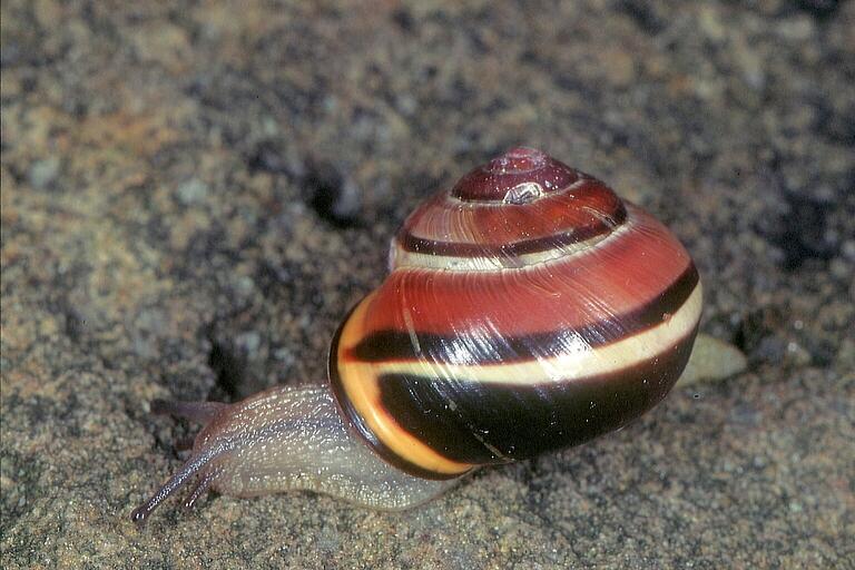 Bei der Hain-Bänderschnecke variiert die Gehäusegrundfarbe von gelblichweißlich über zitronengelb, rosa, rot und violett bis zu dunkelbraun. Zusätzlich können auch Zahl und Farben der Bänder wechseln.