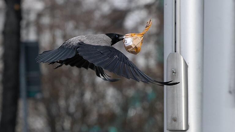 In Schweinfurt soll es schon Steinschlag auf Photovoltaik-Anlagen durch Krähen gegeben haben. Im Bild eine Nebelkrähe mit einem kleinen Beutel im Schnabel. In Schweinfurt soll es schon Steinschlag auf Photovoltaik-Anlagen durch Krähen gegeben haben. Im Bild eine Nebelkrähe mit einem kleinen Beutel im Schnabel.