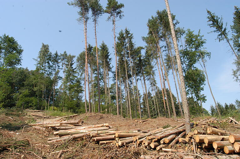 Die Abteilung 'Wonnegrube' im Bad Königshöfer Stadtwald in Nähe von Althausen wird ihrem Namen nicht mehr gerecht: Der Harvester hat die Borkenkäfer-Fichten gefällt. Nur ein paar einzelne Kiefern stehen dort noch. Die Abteilung 'Wonnegrube' im Bad Königshöfer Stadtwald in Nähe von Althausen wird ihrem Namen nicht mehr gerecht: Der Harvester hat die Borkenkäfer-Fichten gefällt. Nur ein paar einzelne Kiefern stehen dort noch. 