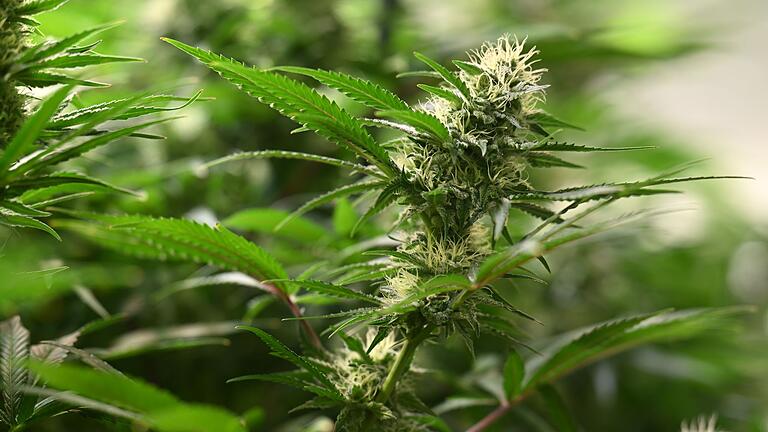 Cannabis-Anbau - Union und SPD haben sich beim Thema Cannabis geeinigt. (Symbolbild) Cannabis-Anbau - Union und SPD haben sich beim Thema Cannabis geeinigt. (Symbolbild)