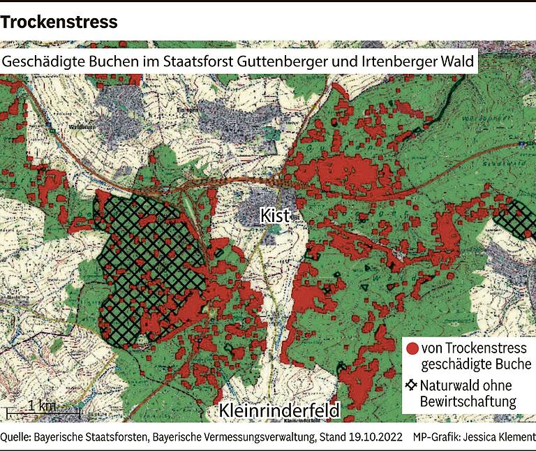 Umstrittene Fällaktion im Guttenberger Wald: War es Kahlschlag oder eine Maßnahme gegen das Buchensterben?
