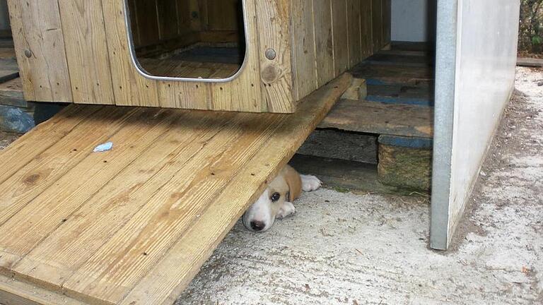 Hundehaltung im Zwinger:Für das Veterinäramt sind die Möglichkeiten einzuschreiten begrenzt.