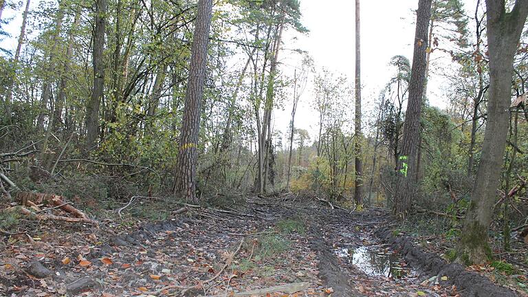 Gerade im Bereich des Mahlholzes, wo viele abgestorbene Kiefern stehen, mussten die schweren Forstmaschinen auf den grün gekennzeichneten Rückgassen in den Wald hinein. Gerade im Bereich des Mahlholzes, wo viele abgestorbene Kiefern stehen, mussten die schweren Forstmaschinen auf den grün gekennzeichneten Rückgassen in den Wald hinein.
